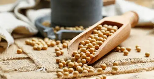 Can soybean extract help with menopause symptoms?